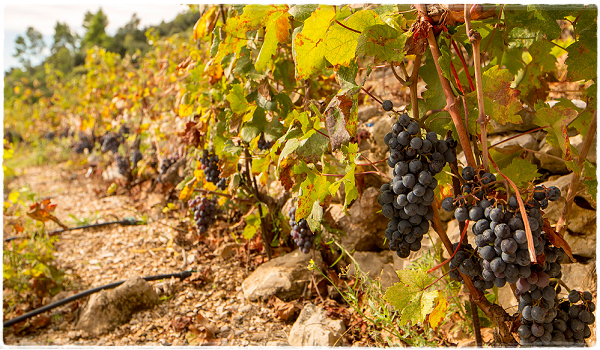 vino