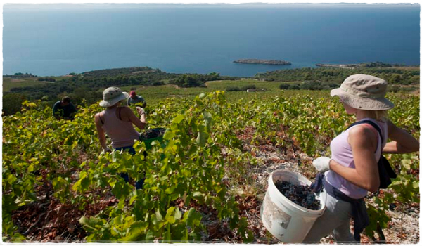 vino